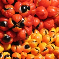 Guarana